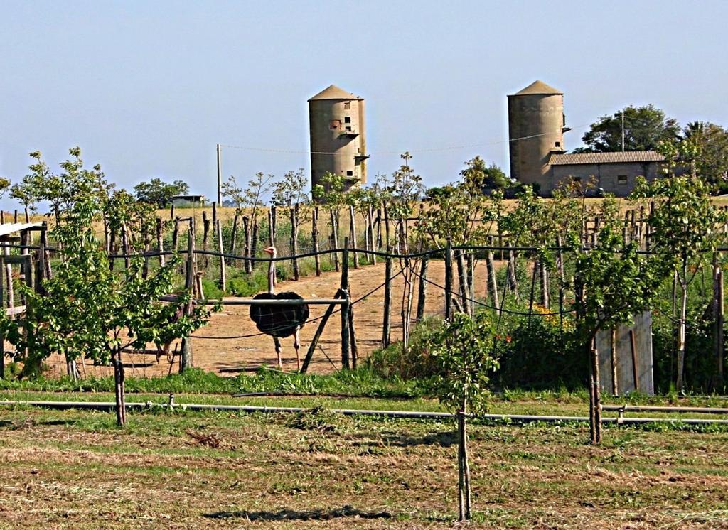 B&B Corte Degli Struzzi 佩夏罗马纳 外观 照片